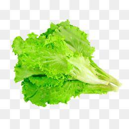 Lettuce Leaf Logo - Lettuce Leaves PNG Image. Vectors and PSD Files