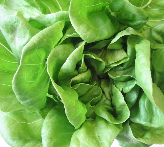 Lettuce Leaf Logo - The British Leafy Salad Association web site