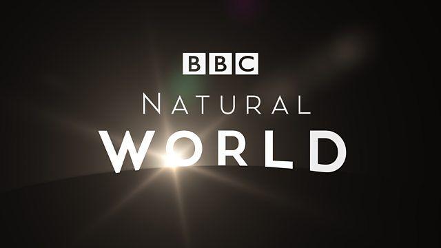 Paradise Natural Logo - BBC Two - Natural World, 2002-2003, Danger in Tiger Paradise