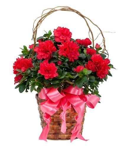 Answer to Green Flower Logo - Green Gifts for Veterans Day Florist Blog Florist Blog