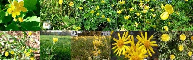 Answer to Green Flower Logo - Dr M's yellow flower plant quiz – all the answers | Dr M Goes Wild