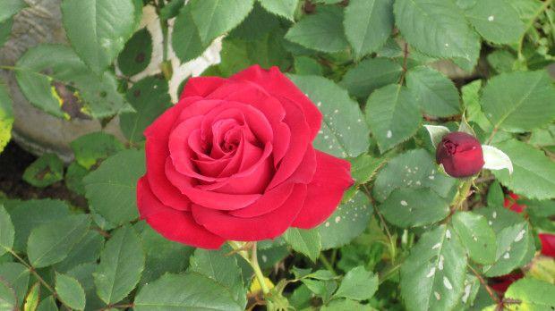 Answer to Green Flower Logo - Rose experts to answer flower care questions