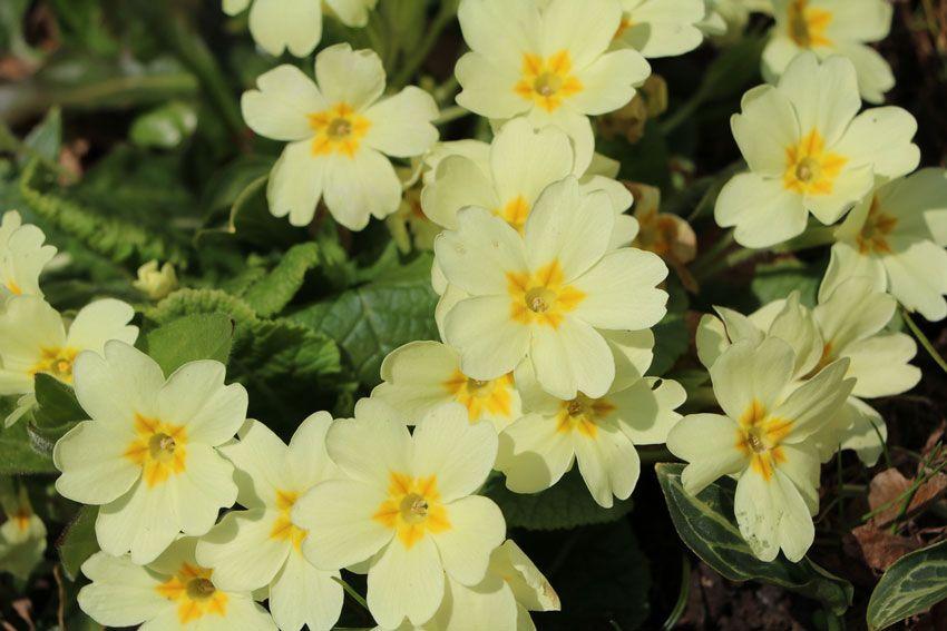 Answer to Green Flower Logo - When Do Primroses Flower?. Flower Care Tips