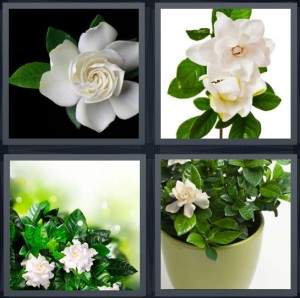 Answer to Green Flower Logo - Pics 1 Word Answer for Flower, Plant, Leaves, Potted