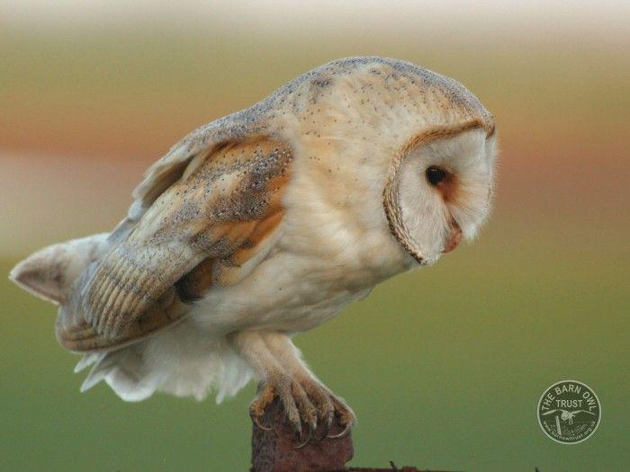 Red and Green Owl Eye Logo - Owl identification owl was that? Barn Owl Trust