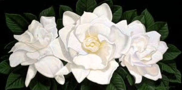 Gardenia Flower Logo - About: Gardenias – A Secret Love | BloomNation Blog