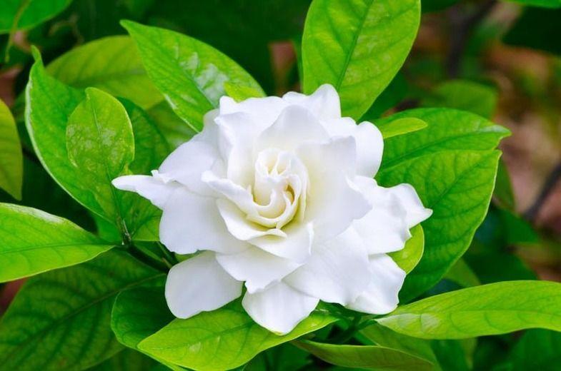 Gardenia Flower Logo - Learn How to Grow and Care for Your Gardenia