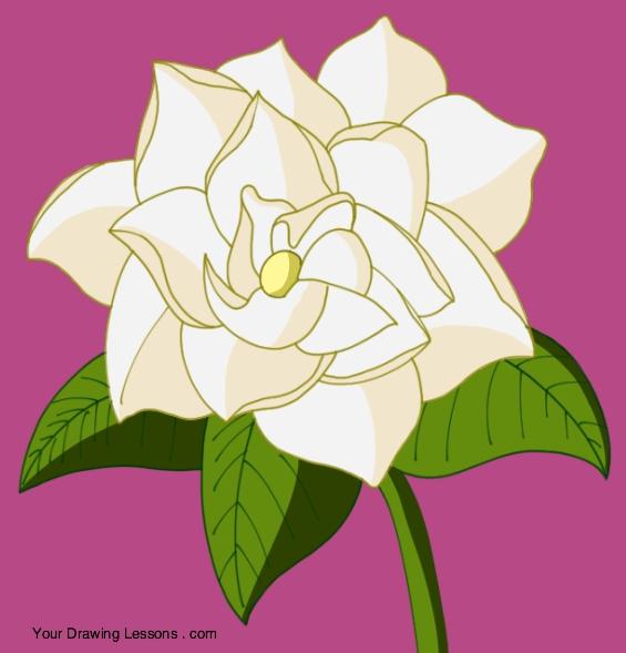 Gardenia Flower Logo - How To Draw A Gardenia – Your Drawing Lessons