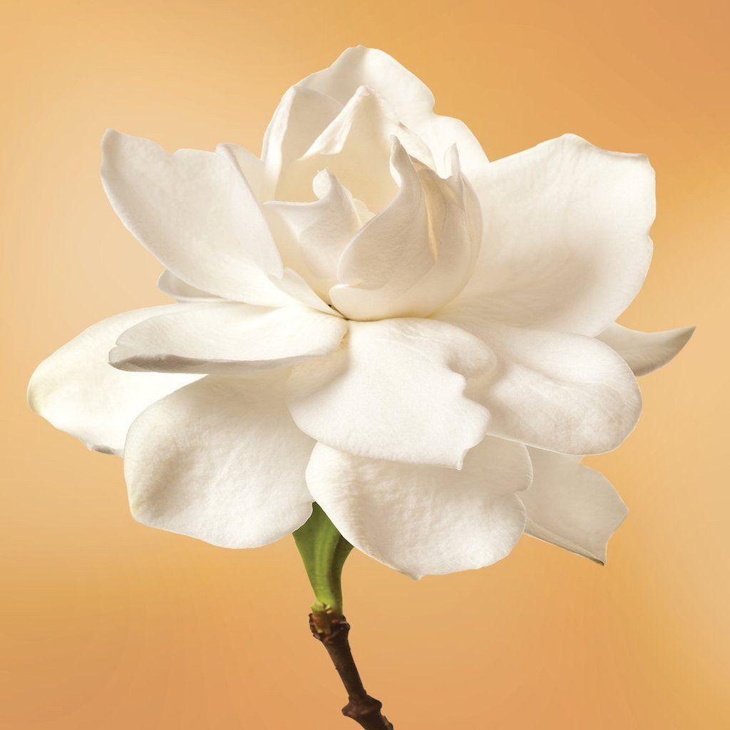 Gardenia Flower Logo - Gardenia Flower Essence
