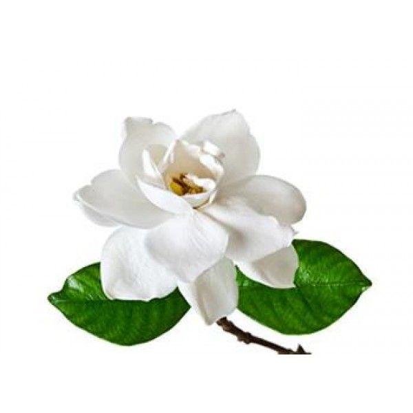 Gardenia Flower Logo - Gardenia Allergen Free Fragrance Oil