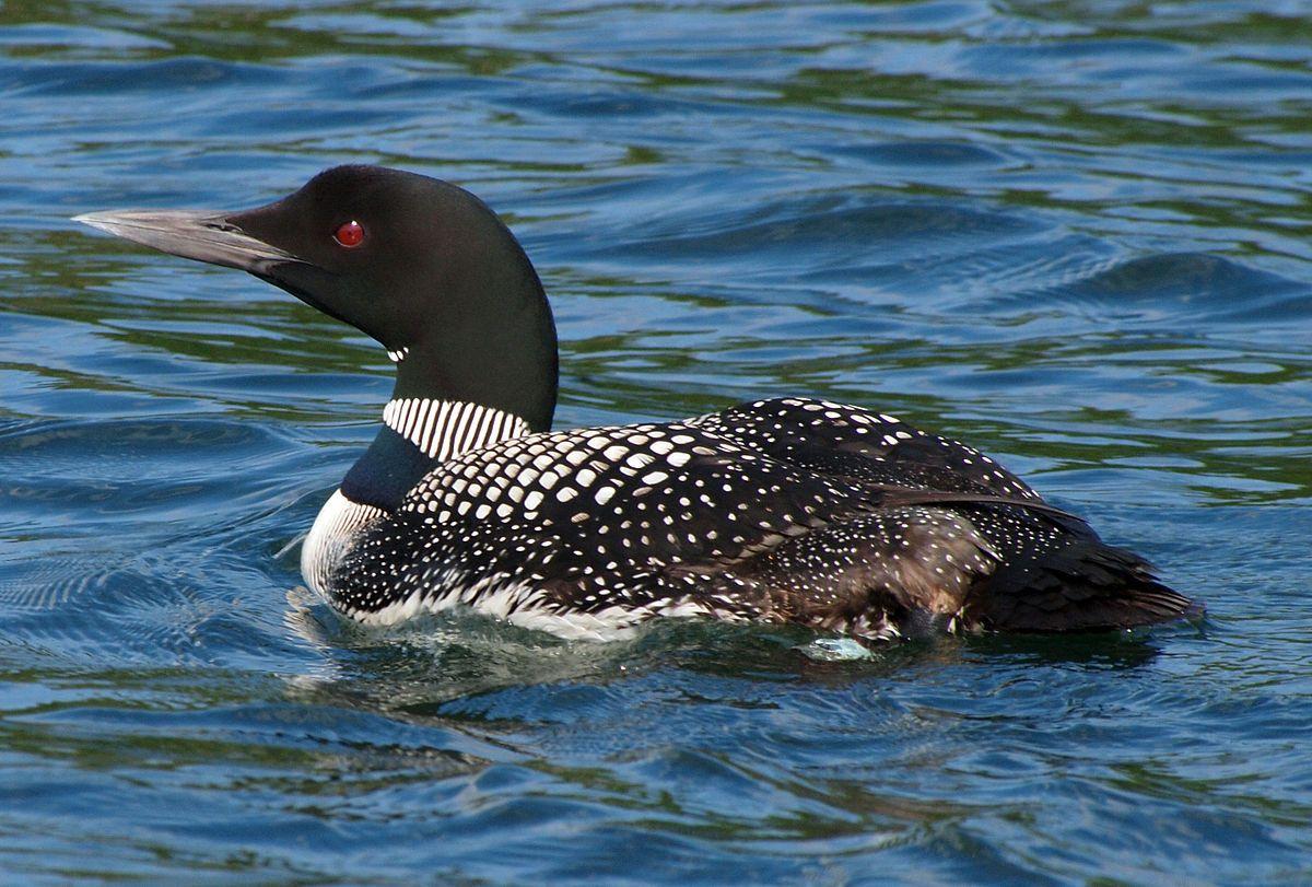 Diving Bird in Circle Logo - Common loon