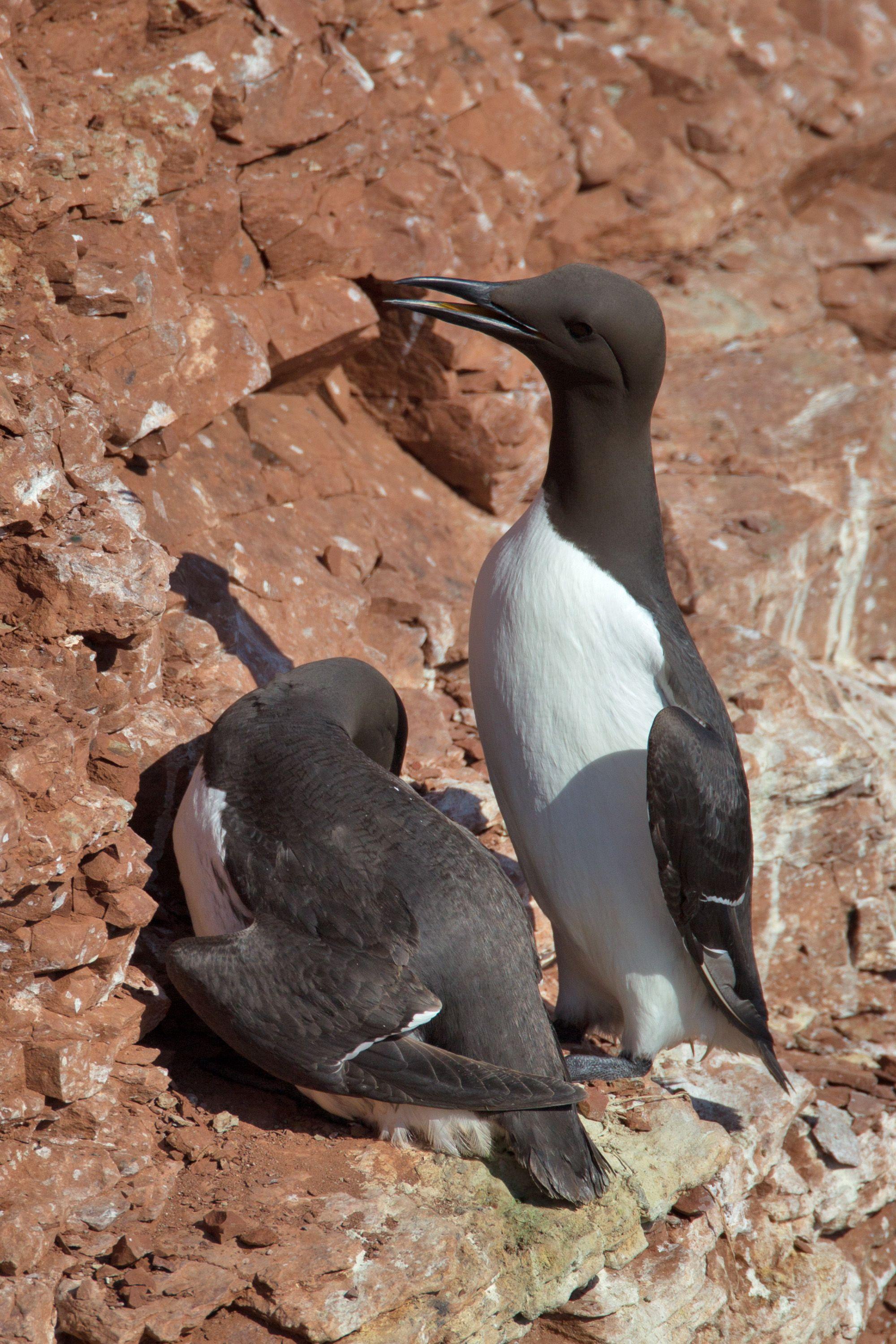 Diving Bird in Circle Logo - Common murre