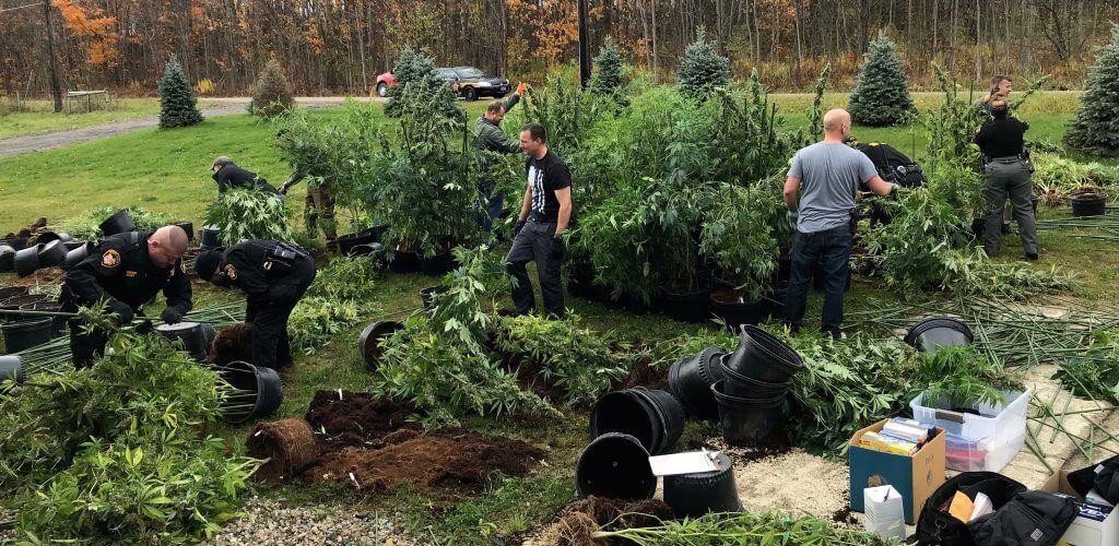 Geauga County Maple Leaf Logo - Sheriff's Office, DEA Bust Massive Indoor Marijuana Grow Operation ...