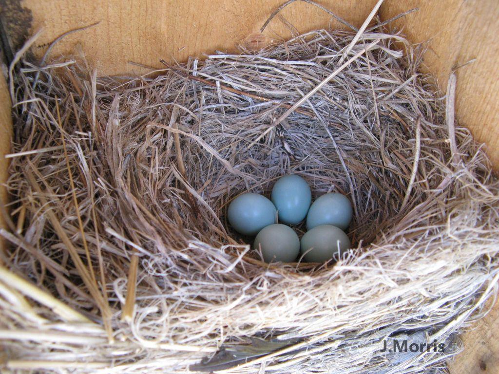 Blue Bird Nest Logo - Western Bluebird nesting behavior - courtship, nest building, egg ...