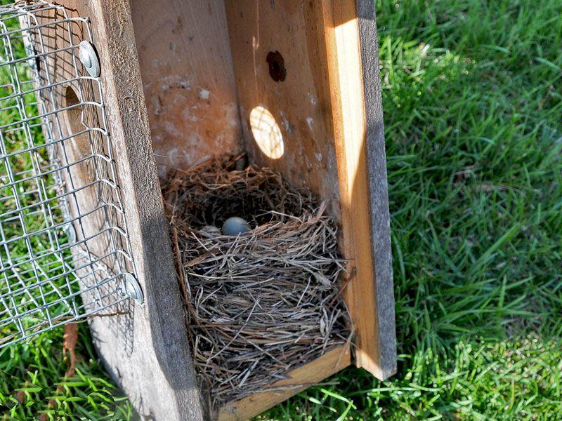 Blue Bird Nest Logo - Photos of Nests and Eggs for Bluebird Trail Monitors