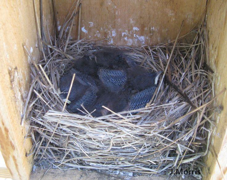 Blue Bird Nest Logo - Western Bluebird nesting behavior - courtship, nest building, egg ...