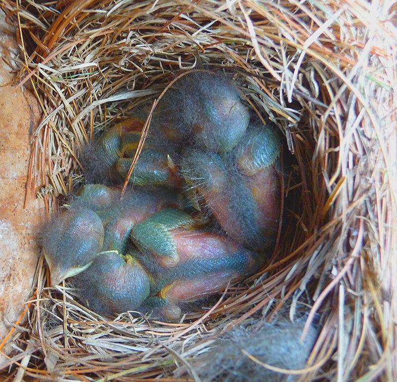 Blue Bird Nest Logo - Eastern Bluebird Nest | Listen2thea's Blog