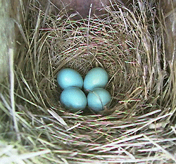 Blue Bird Nest Logo - NestWatch - Release - March 2011