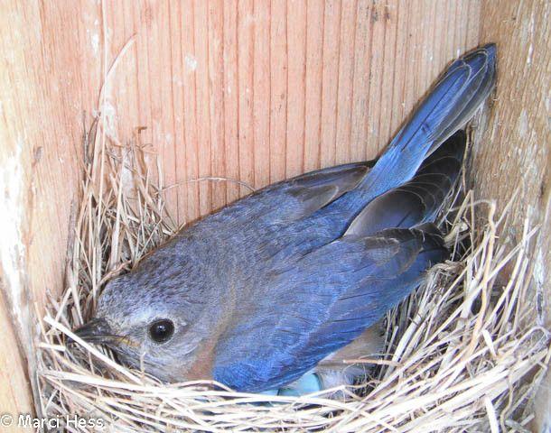 Blue Bird Nest Logo - Eastern Bluebird Trail - Driftless Prairies: Native Habitat Restoration