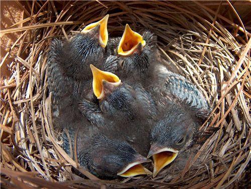 Blue Bird Nest Logo - Bluebird Nest Box Monitoring. Hillermann Nursery & Florist