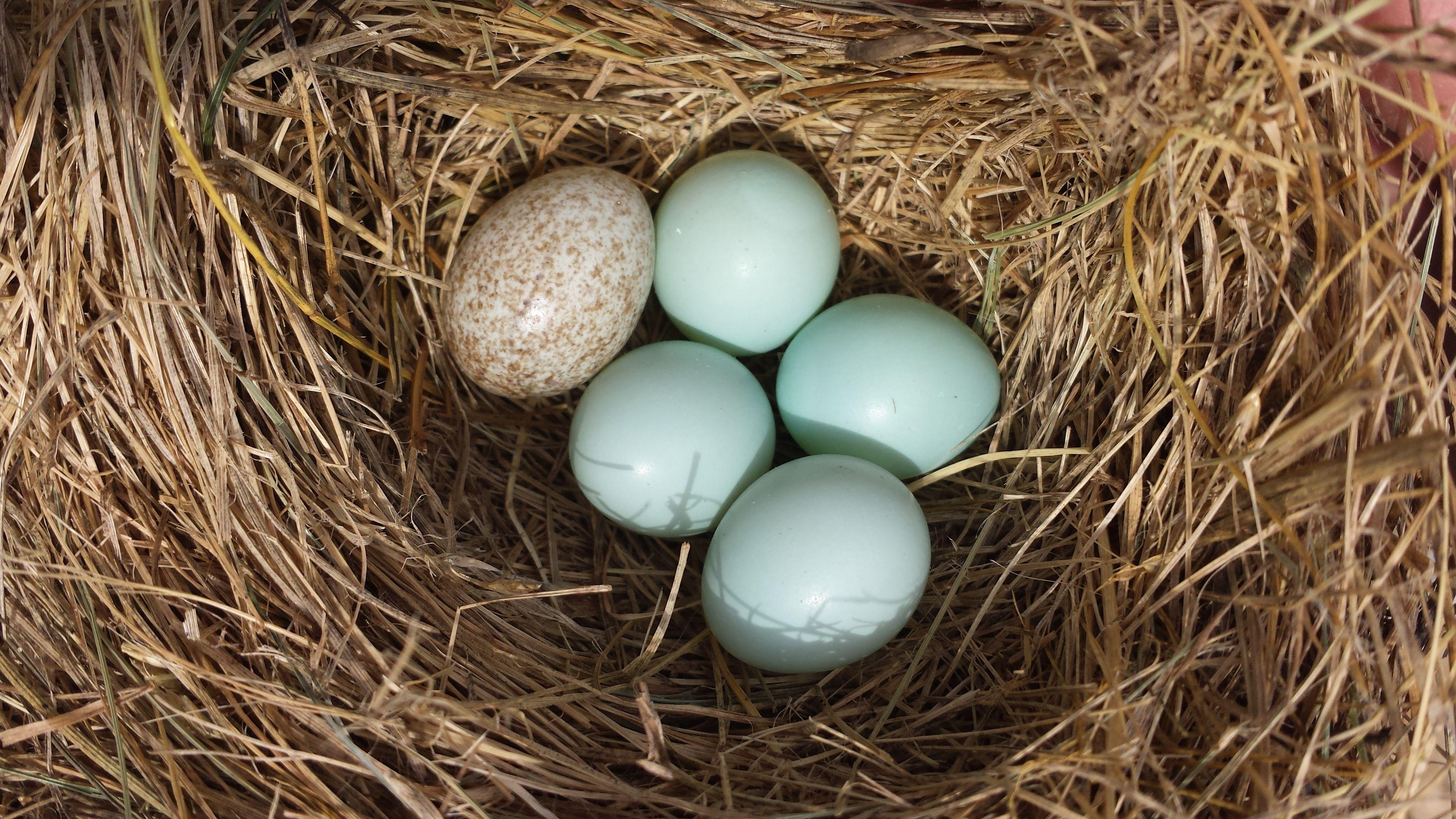 Blue Bird Nest Logo - Sialis picture of the week - Cowbird Egg in Eastern Bluebird Nest