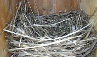 Blue Bird Nest Logo - NESTING HABITS