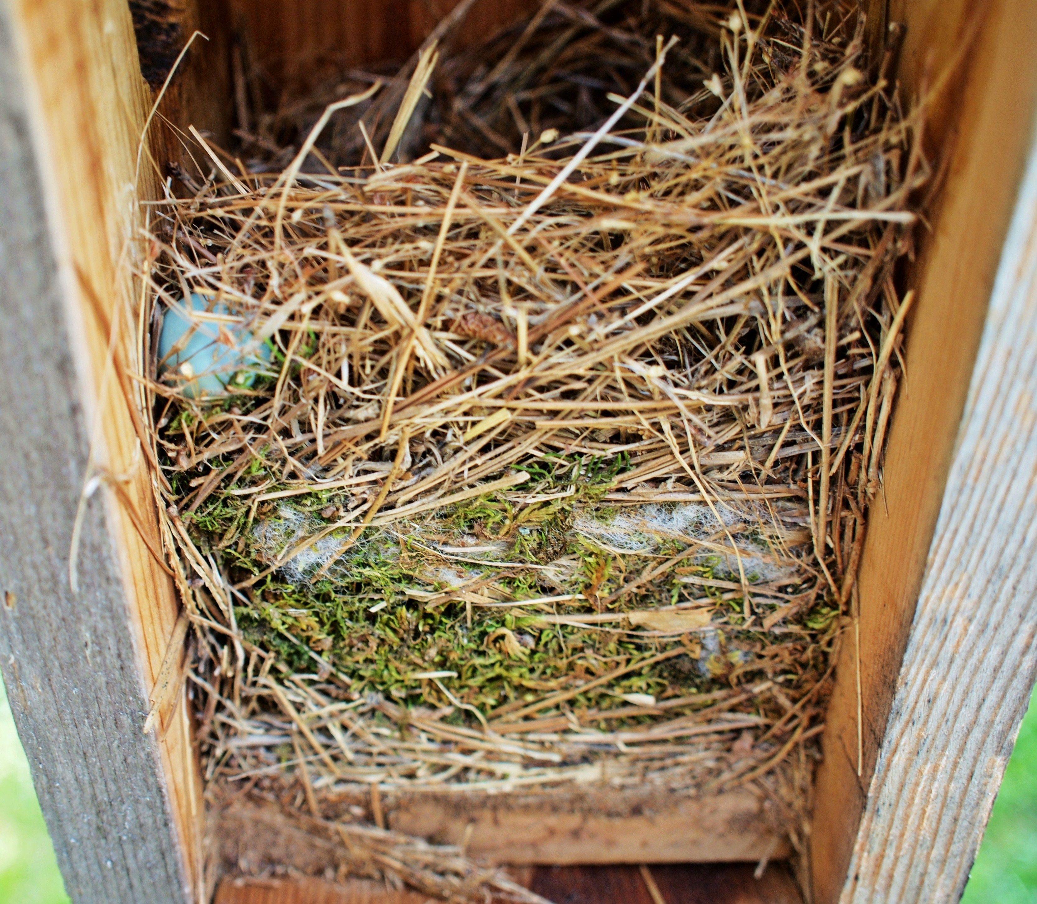 Blue Bird Nest Logo - Eastern Bluebird Box Monitoring. The Student Conservation Association