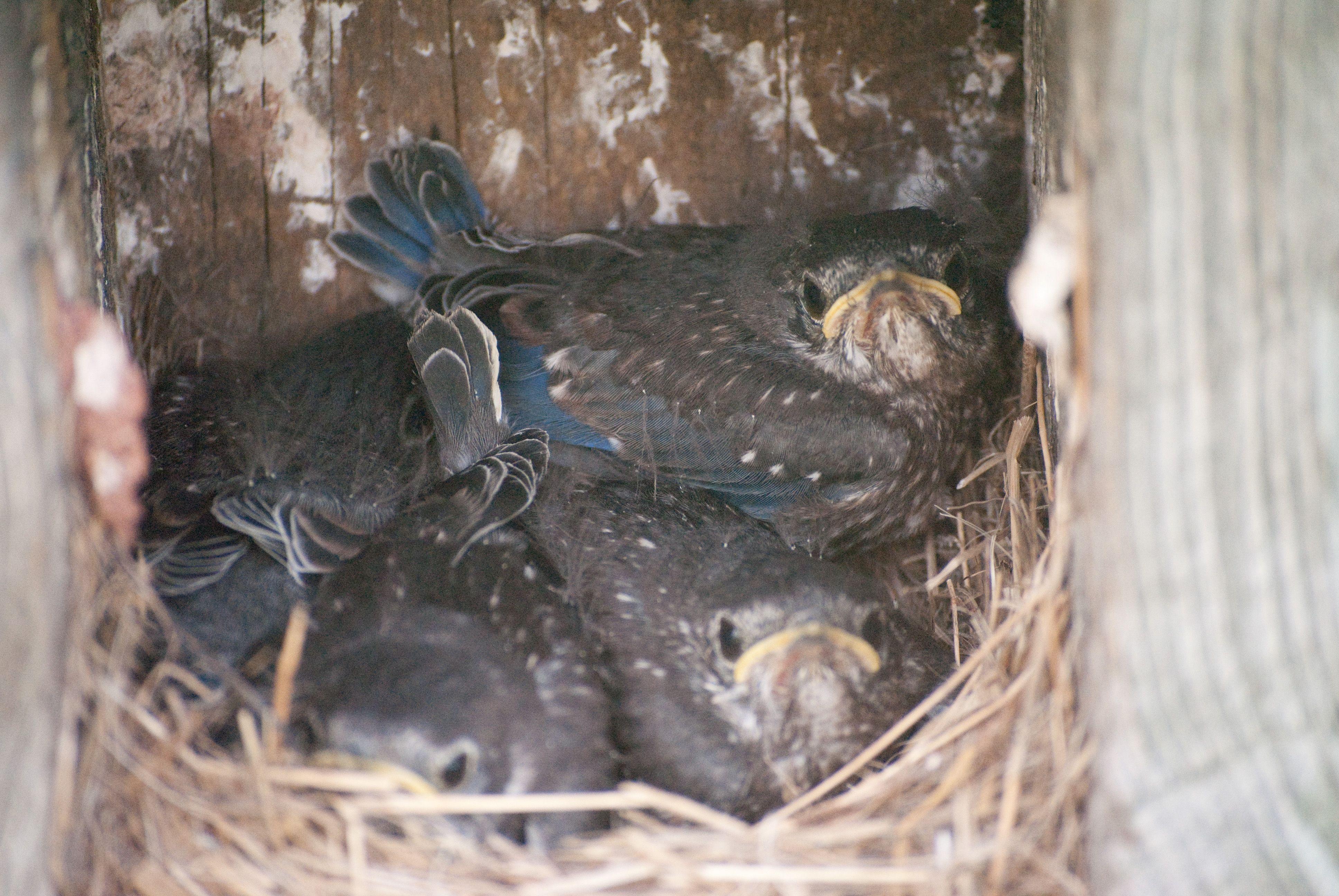 Blue Bird Nest Logo - Trouble Shooting a Bluebird Nesting Box