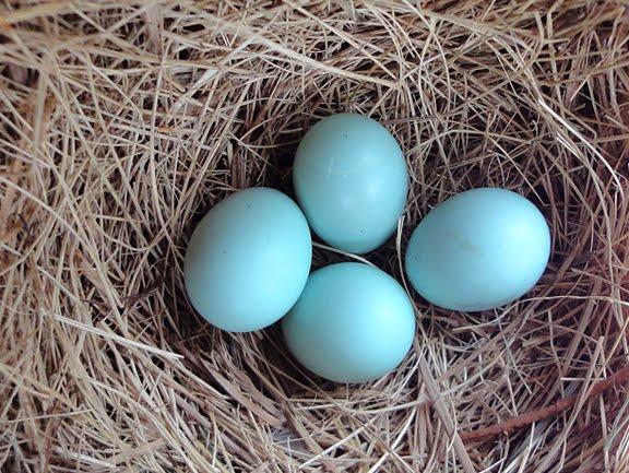 Blue Bird Nest Logo - Hybrid Birder: Eastern Bluebird Egg Color