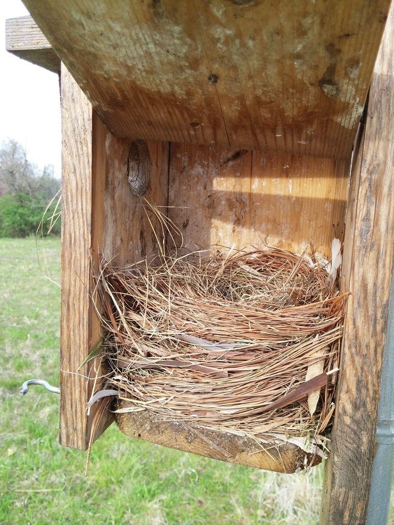 Blue Bird Nest Logo - What Is In My Bluebird House??