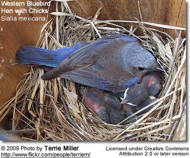 Blue Bird Nest Logo - Western Bluebirds. Beauty of Birds