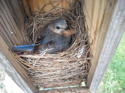 Blue Bird Nest Logo - Bluebird Population Booms in Ft. Worth | GreenSource DFW