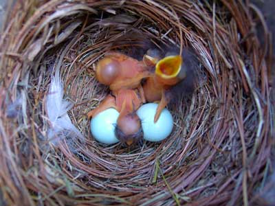 Blue Bird Nest Logo - Eastern Bluebird nest, eggs and young identification with photos