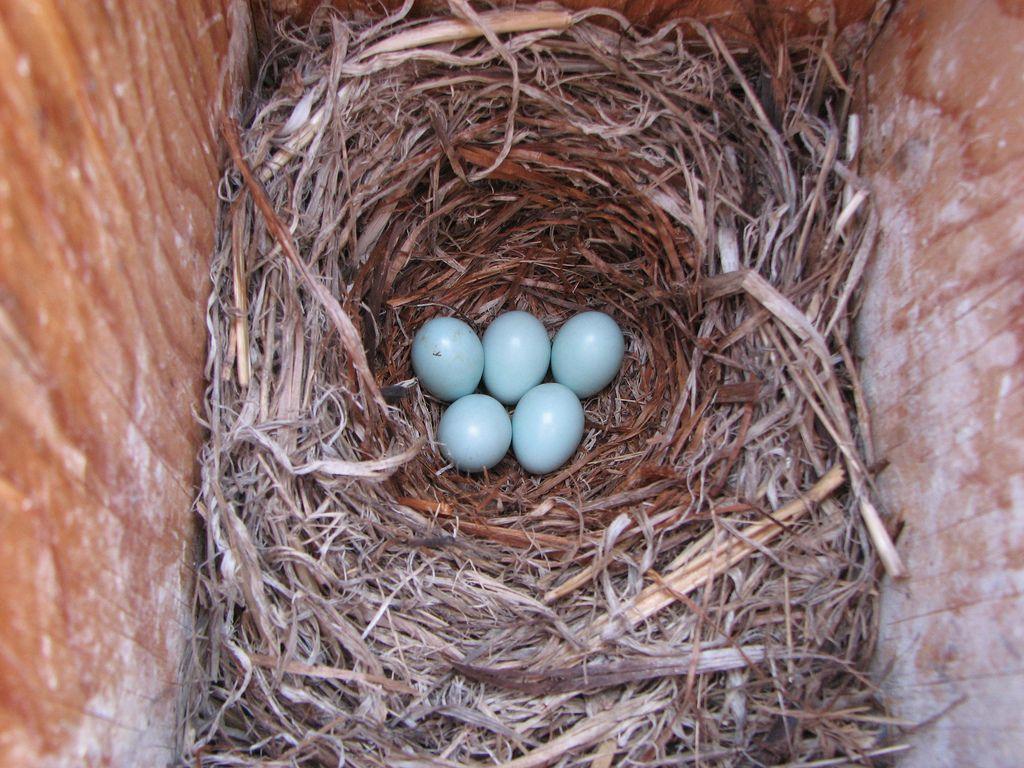 Blue Bird Nest Logo - Mountain Bluebird nest. These tiny, blue eggs were in one o