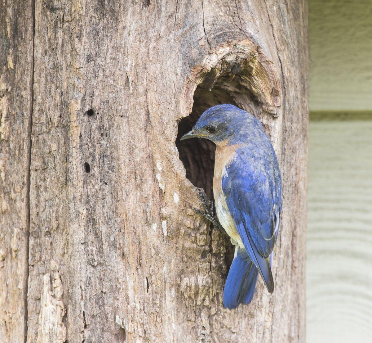 Blue Bird Nest Logo - eastern bluebird. Roads End Naturalist