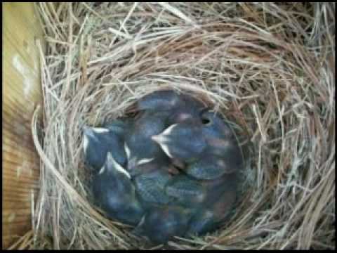 Blue Bird Nest Logo - Bluebird Nest, Eggs and Babies - YouTube