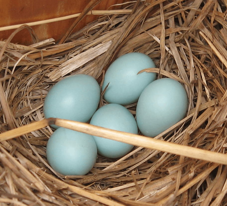 Blue Bird Nest Logo - The Backyard Naturalist: Eastern Bluebird Nesting Boxes- Put Up Now!