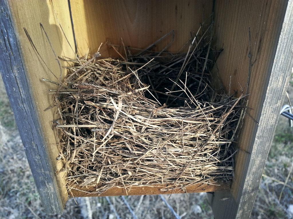 Blue Bird Nest Logo - Eastern Bluebird Early Life Nature's Son