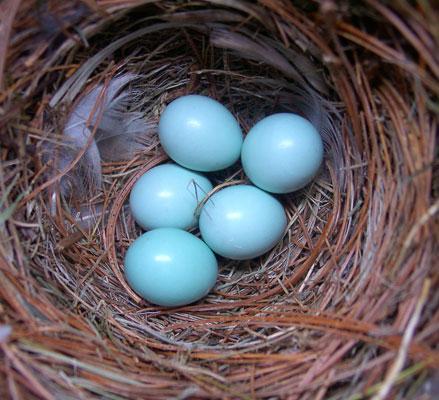 Blue Bird Nest Logo - Bird Nests