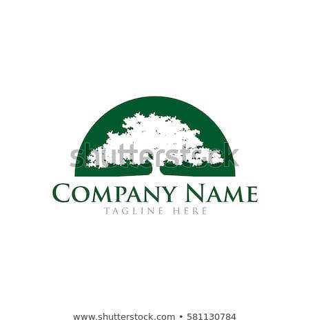 Companies with Oak Tree Logo - Oak Tree Logo Design Stock Vector Royalty Free 581130784 Practical ...