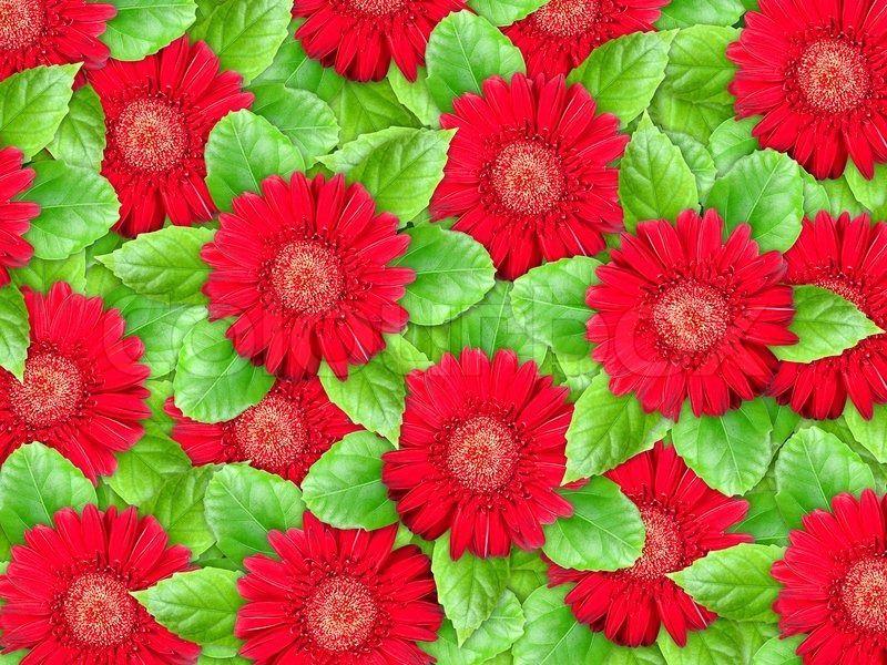 Red Flower with Green Logo - Red Flowers And Green Leaf For Your Design. Red. Red