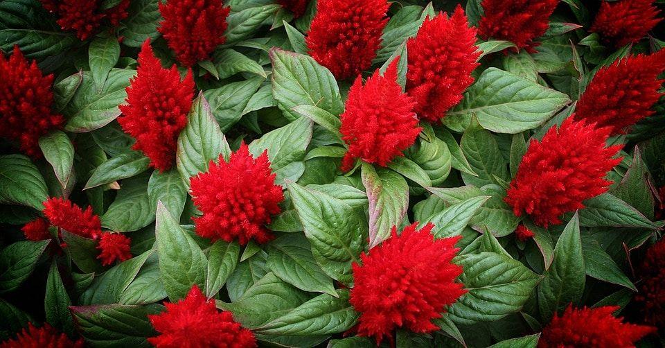 Red Flower with Green Logo - Types of Red Flowers with Picture