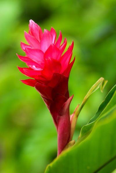 Red Flower with Green Logo - Hawaiian Flower Buying Guide From With Our Aloha
