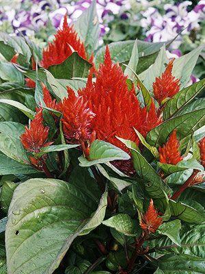 Red Flower with Green Logo - Celosia