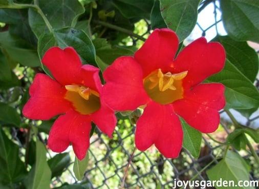 Red Flower with Green Logo - Red Trumpet Vine