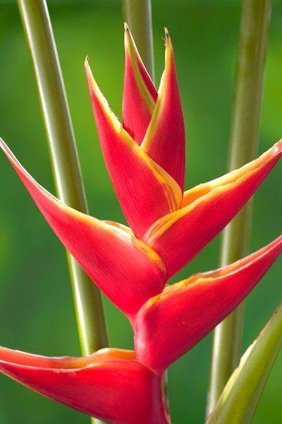 Red Flower with Green Logo - Hawaiian Flower Buying Guide From With Our Aloha