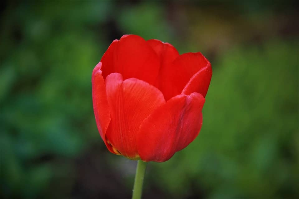Red Flower with Green Logo - 40+ Types of Red Flowers with Pictures | FlowerGlossary.com