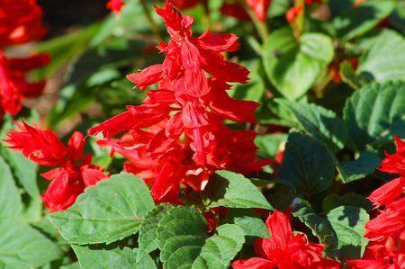 Red Flower with Green Logo - Red Salvia Flowers: How to Grow Scarlet Sage Plants