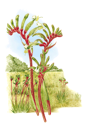 Red Flower with Green Logo - Western Australia - Floral Emblems - Australian Plant Information