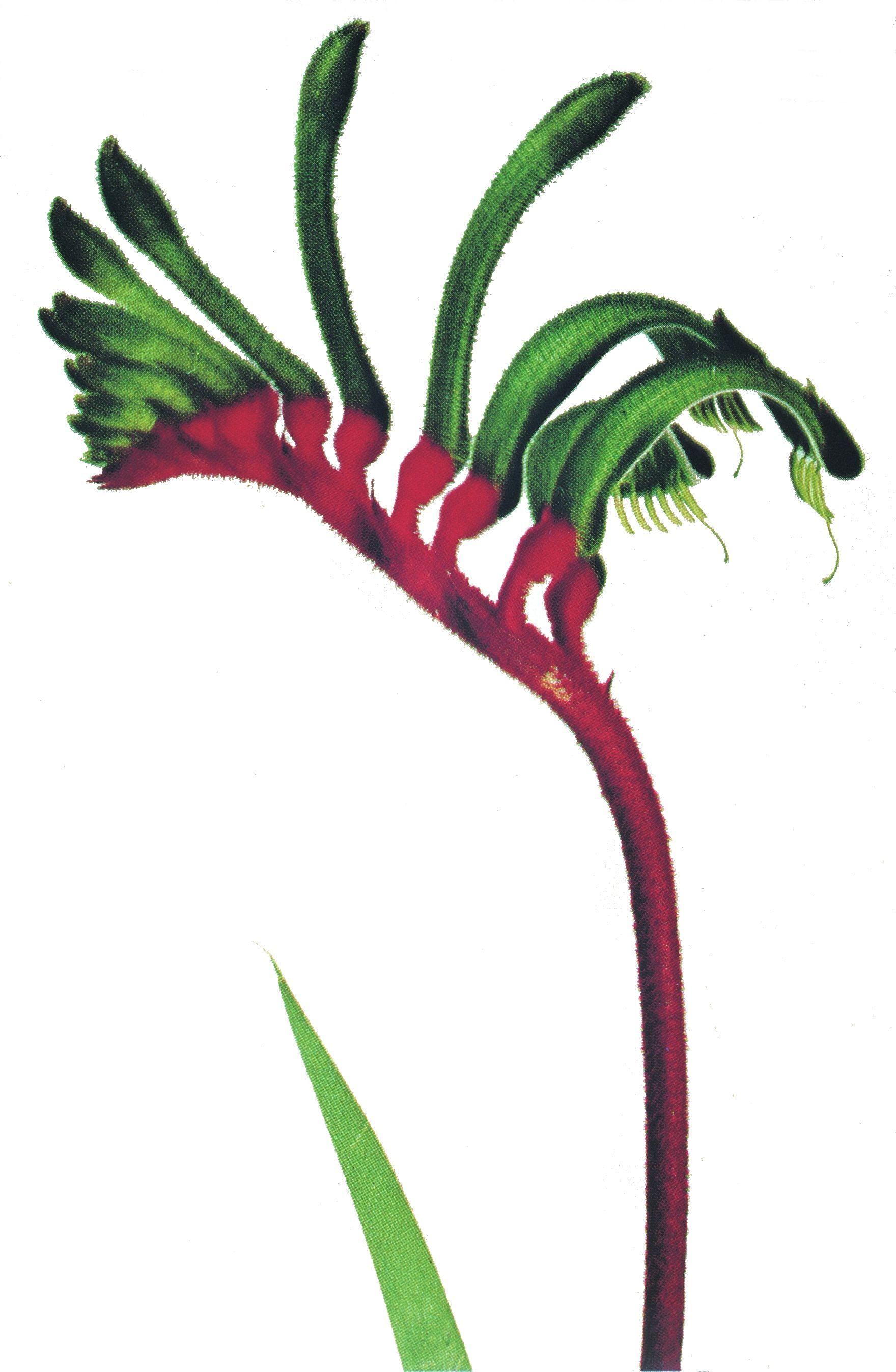 Red Flower with Green Logo - Department of the Premier and Cabinet